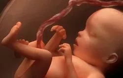 Развитие плода по дням, неделям, месяцам